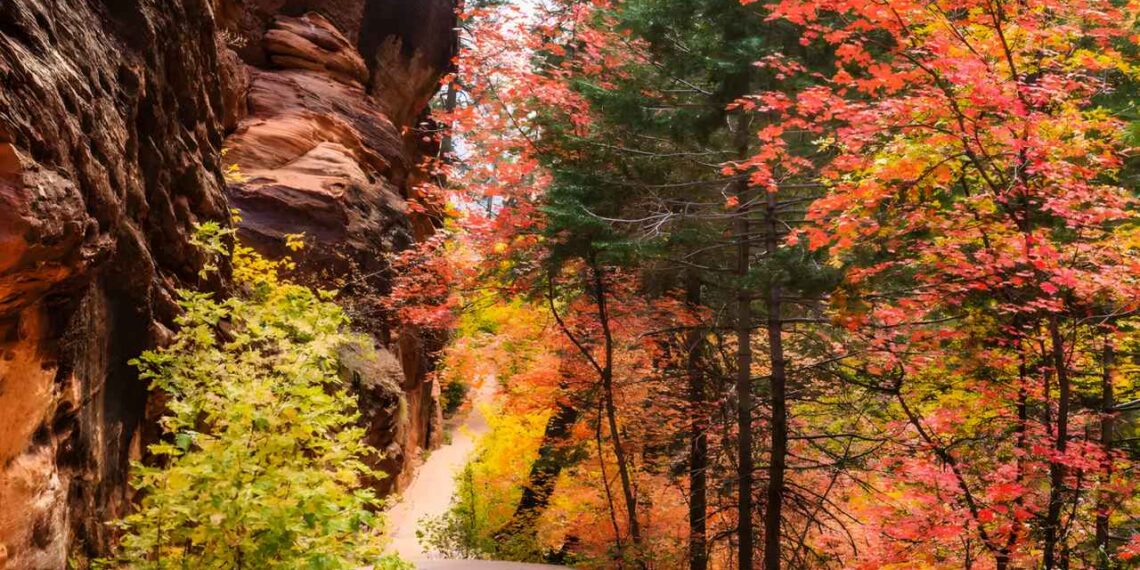 A Desert Oasis of Color: Chasing Fall in Zion National Park