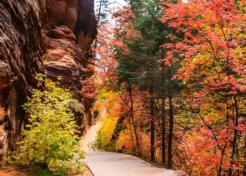色彩豊かな砂漠のオアシス:ザイオン国立公園で秋を満喫